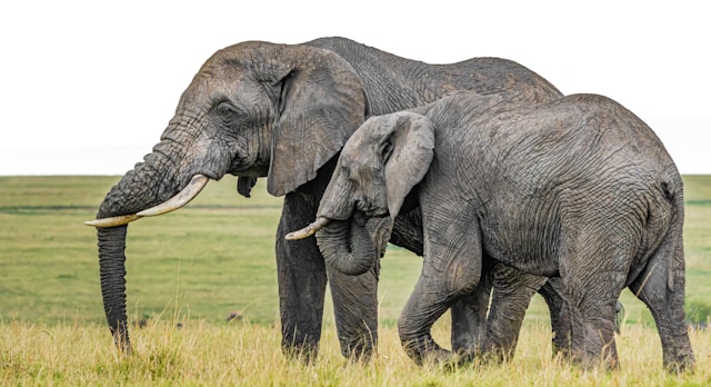 Gradle Elephants