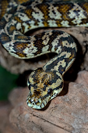 Python