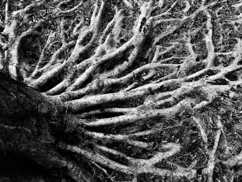 Rooted