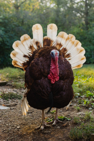 Turkey